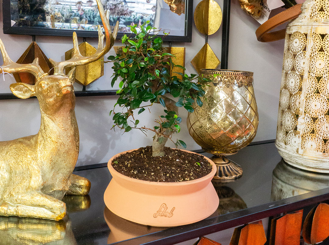 Olmo zelkova s bonsai